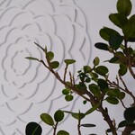 花 - 