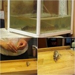 蒔田寿司 - 生きたエビを剥いてます