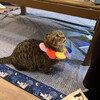 猫カフェ　ロンロン - 