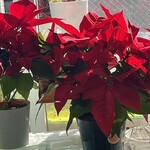 JiProign - 自宅では9鉢の加湿用兼観賞用のポインセチアがフル稼働^_^。朝から午前中は部屋の奥まで差し込む日差しで美しく透ける。でもこの店のひさしのない窓際のように終日の日差しは受けられない。