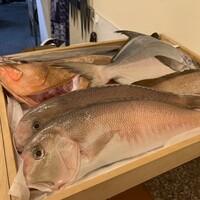 赤吉 - 本日の魚たち