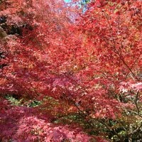 うかい鳥山 - 