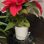 JiProign - 日当たりの良いここのポインセチアはとてもよく水を吸う。成長期でもあるのだろう。来週まで達者でねー^_^。