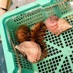 光る海 - ナマコ見っけ