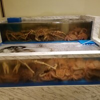 かに道楽 銀座八丁目店 - 