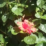 22658892 - 近くの庭先