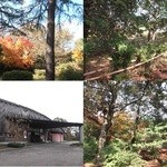森のレストラン - 森の中に、建っているのよ。