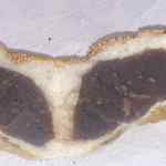 あんこはたっぷり