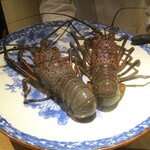 眞善美 - 伊勢海老：三重県南島町の1尾650ｇの立派なイセエビです。