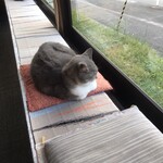 お休み処zuisin門 - お店の飼い猫　チャペです