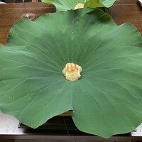 宮坂 - 