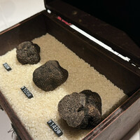 マルゴット エ バッチャーレ - 