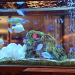 アクアリウムダイニング 新宿ライム - 水槽の中の熱帯魚
