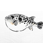 北新地 大嵓埜 - 