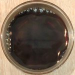 レストラン アニス - メニュー 3800円 のコーヒー