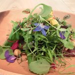 レストラン アニス - メニュー 3800円 の美しいサラダ