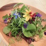 レストラン アニス - メニュー 3800円 の美しいサラダ