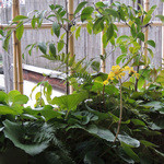 俵屋旅館 - 明日葉の花詞はなぁ〜に？