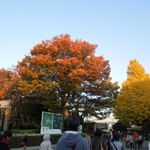 上野の森PARK SIDE CAFE - 上野公園の紅葉