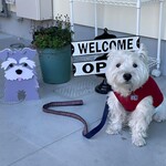 ダイニングキッチン アオヤマ - 