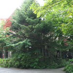 Maruyama Coffee Karuizawa Honten