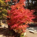 E.Bu.Ri.Ko - 窓から美しい紅葉が眺められる。