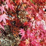 E.Bu.Ri.Ko - ※雲場池の紅葉