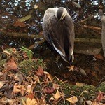 E.Bu.Ri.Ko - ※雲場池の紅葉