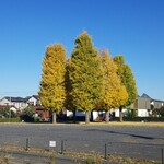 キッチン ブルー グローブ - 近くの公園、木が密集していました