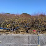 Restaurant Caravansarai - 