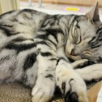 Cat Cafe MOFF - 