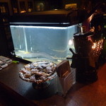 最近住み始めた、みたこともない魚