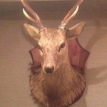 和音 - オーナー宮本さんの父上、登さんが狩りで、出逢った子！和音を見守る優しい子！