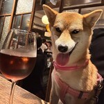 酒場ハイカラトンボ - 