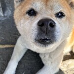 串焼き BUBU-TON - 獅子丸だよー