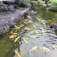 ザ・ガーデンオリエンタル・大阪 - キラキラがたくさん泳いでいた。