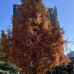 スターバックスコーヒー - 