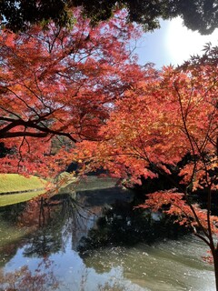 jikaseimemmensho-to-kyo- - 