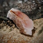 千葉たかおか - 「小鯛が良かったんで、ちょっと酢で〆てみました」と、誰に話すでも無く呟いた一貫は、 酢と柚子の香りに続いて軽やかな旨み、美味しすぎてまたまた手をパタパタさせてしまいました。