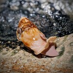 千葉たかおか - 三番瀬の大和蛤。上品な噛み心地、大好き♡ Viva三番瀬♪