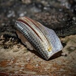 千葉たかおか - 三番瀬のコハダは、やはりフワッとしていて、女王様のイメージ。