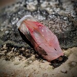 千葉たかおか - 当日11時に揚がった鯵。王者の風格、看板役者‼