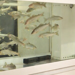 鮎知 - 水槽で元気に泳ぐ活鮎