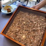 プレゼンテ スギ - 