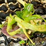 月島焼肉 牛タン処 兎月 - 