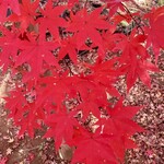 Saya Soyo - 小林園の園内