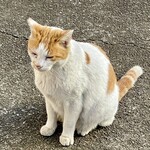 Saya Soyo - お寺に行った時トコトコ出てきてくれたねこくん。見つけると幸運が来るそうです。確かに後で美味しい幸運が会い感謝(^o^)