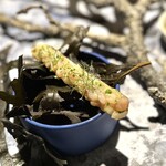 De Kromme Watergang - ⑥マテ貝のクリーミーカルパッチョとフェンネル