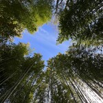 饅頭総本山 源楽 - 真ん中の椅子で寝っ転がると…
            空の青と、まっすぐ伸びる青竹の緑がとてもキレイでした！