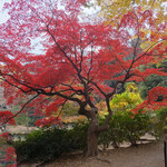 六義園 吹上茶屋 - 見ごろの紅葉